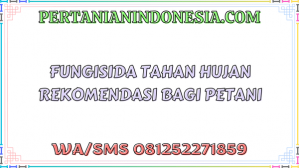 Fungisida Tahan Hujan Rekomendasi Bagi Petani